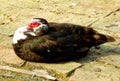 Black wool red head duck