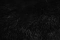 Black wool texture background, dark natural sheep wool, black seamless cotton, texture of gray fluffy fur, close-up fragment of Royalty Free Stock Photo
