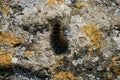 Black Woolly Bear Arctiidae caterpillar Royalty Free Stock Photo
