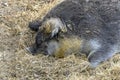 Black woolly pig Royalty Free Stock Photo