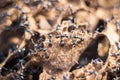 Black worker ants colony, selective focus, macro shot Royalty Free Stock Photo