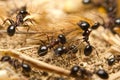 Black worker ants