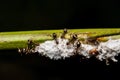 Black worker ants Royalty Free Stock Photo