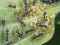 Black worker ants Royalty Free Stock Photo