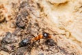 Black worker ants Royalty Free Stock Photo