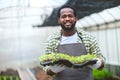 Black worker farmer agriculture working in plant nursery greenhouse happy smiling Royalty Free Stock Photo