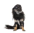 Black Worried sitting Chihuahua looking up, isolated
