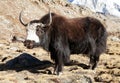 Black yak Royalty Free Stock Photo