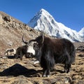 Black yak on the way to Everest base camp and mount Pumo ri - Nepal Himalayas mountains Royalty Free Stock Photo