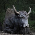 Black yak Royalty Free Stock Photo