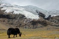 Black yak grazes in the meadows under a breathtaking glacier in the Himalayas. Royalty Free Stock Photo