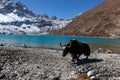 Black yak grazing near Gokyo lake in Himalayas. Royalty Free Stock Photo