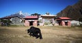 Black yak in the Himalayas Royalty Free Stock Photo