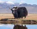 Black yak Royalty Free Stock Photo