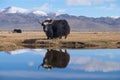 Black yak Royalty Free Stock Photo