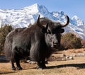 Black yak and mount Kongde Royalty Free Stock Photo