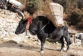 Black yak - Nepal Himalayas mountains Royalty Free Stock Photo