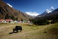 Black yak in the outdoors Royalty Free Stock Photo