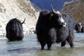 Black yak Royalty Free Stock Photo