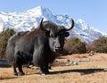 Black yak on the way to Everest base camp Royalty Free Stock Photo
