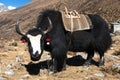 Black yak on the way to Everest base camp - Nepal Royalty Free Stock Photo