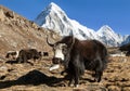 Black yak on the way to Everest and mount Pumo ri Royalty Free Stock Photo