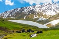 Black yaks against the background of snow mountains Royalty Free Stock Photo