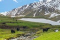 Black yaks graze on a green meadow