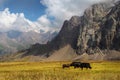 Black yaks graze high in the mountains. Traditional tibetan pet Royalty Free Stock Photo