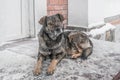 Black yard dog, with shaggy wool. Homeless animals. Winter, frosty weather and a lot of white snow Royalty Free Stock Photo