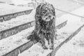 Black yard dog, with shaggy wool. Homeless animals. Winter, frosty weather and a lot of white snow Royalty Free Stock Photo