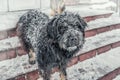 Black yard dog, with shaggy wool. Homeless animals. Winter, frosty weather and a lot of white snow Royalty Free Stock Photo