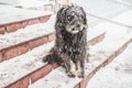 Black yard dog, with shaggy wool. Homeless animals. Winter, frosty weather and a lot of white snow Royalty Free Stock Photo