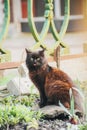 black, yard, homeless cat shows everyone his tongue Royalty Free Stock Photo