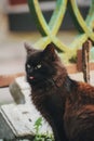 black, yard, homeless cat shows everyone his tongue Royalty Free Stock Photo