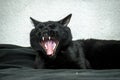 Black yawning cat