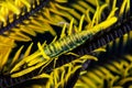 black and yellow ambon crinoid shrimp Royalty Free Stock Photo