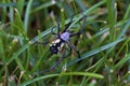 Black-and-Yellow Argiope 837029
