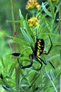Black-and-Yellow Argiope 15298
