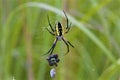 Black-and-Yellow Argiope 803562