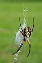 Black-and-yellow Argiope - Female Royalty Free Stock Photo
