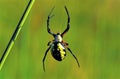 Black-and-Yellow Argiope 41541