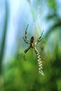 Black-and-Yellow Argiope 51012