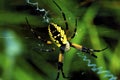 Black-and-Yellow Argiope 50968