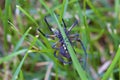 Black-and-Yellow Argiope 837035