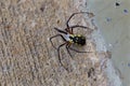 Black-and-Yellow Argiope 837042