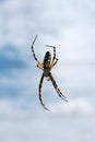 Black & Yellow Argiope Spider Royalty Free Stock Photo