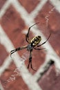 Black And Yellow Argiope Spider On Web Royalty Free Stock Photo