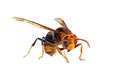 Black and Yellow Asian Hornet isolated on white