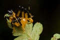 Black and yellow assassin bug nymph